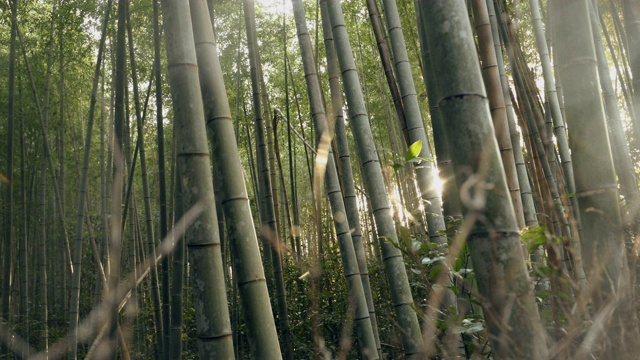 京都竹林视频素材