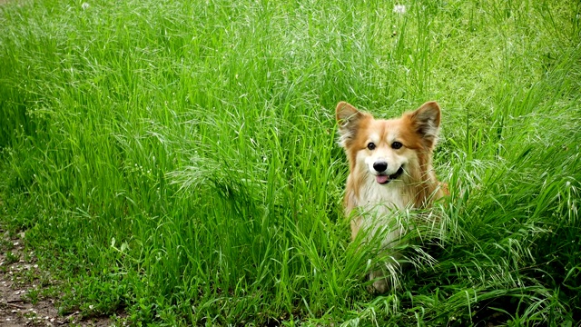 美丽毛茸茸的柯基狗坐在公园的草地上视频素材