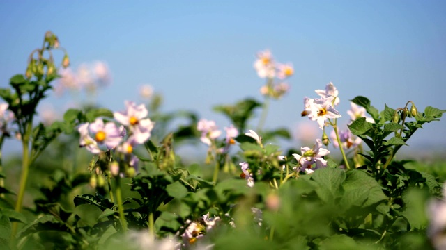 特写,开花的土豆。农场地里的马铃薯丛中开着白色、浅粉色的花。马铃薯生长。繁殖马铃薯品种。夏天炎热的晴天视频素材