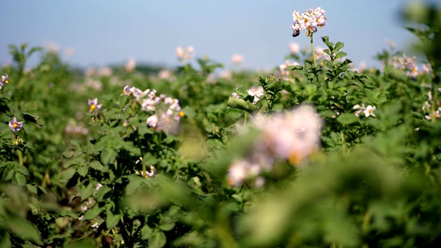 特写,开花的土豆。农场地里的马铃薯丛中开着白色、浅粉色的花。马铃薯生长。繁殖马铃薯品种。夏天炎热的晴天视频素材