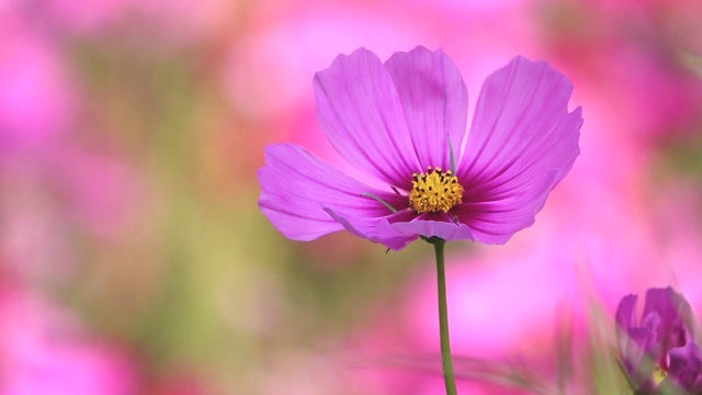 粉红色的宇宙花在花园里摇曳的慢镜头视频素材