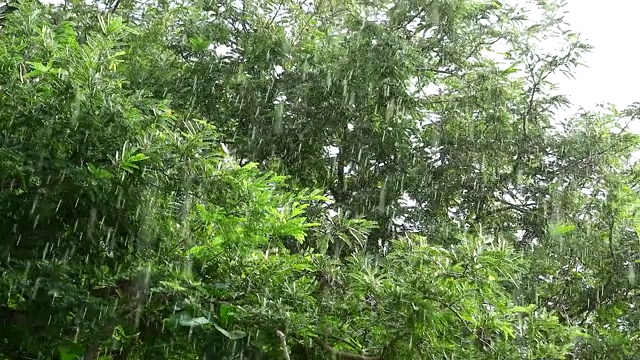 雨滴在花园焦点背景树枝移动的风和阳光在下午反射在树叶上视频素材