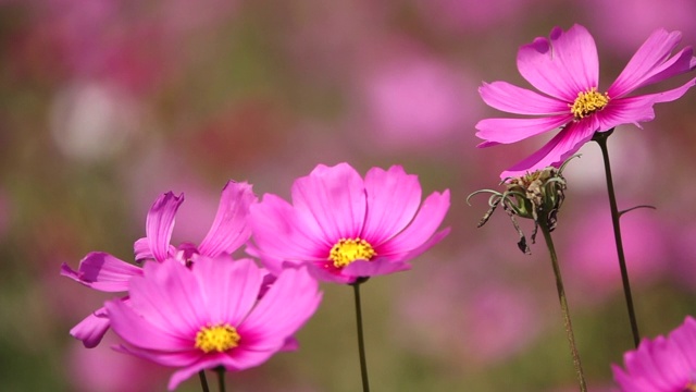 粉红色的宇宙花在花园里摇曳的慢镜头视频素材