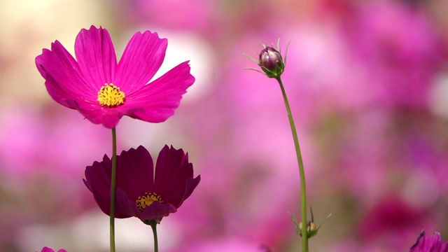 粉红色的宇宙花在花园里摇曳的慢镜头视频素材