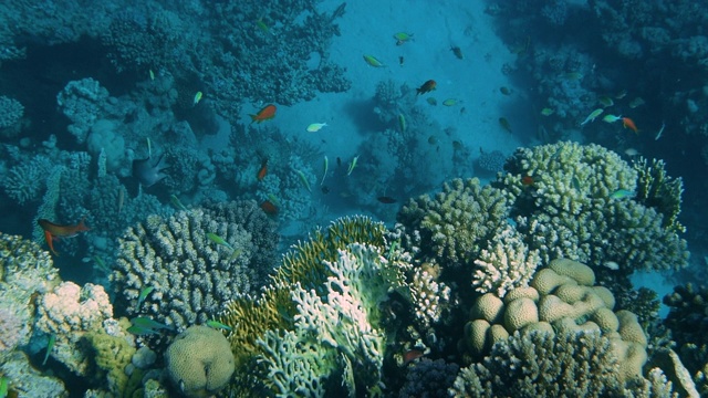 珊瑚礁与海鱼水下海景视频素材