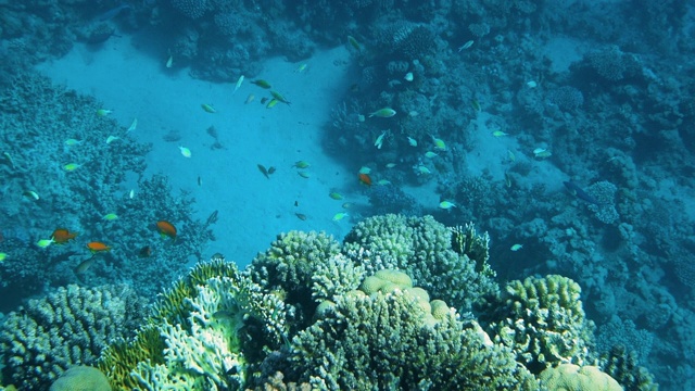 珊瑚礁与海鱼水下海景视频素材