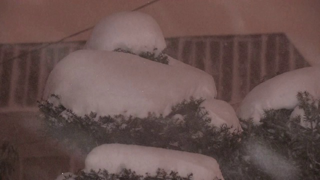 厚雪堆灌木，北海道，日本视频素材