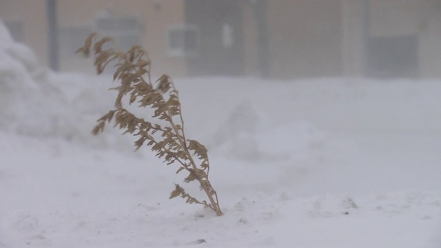 雪灾中植物飘动，日本北海道视频素材