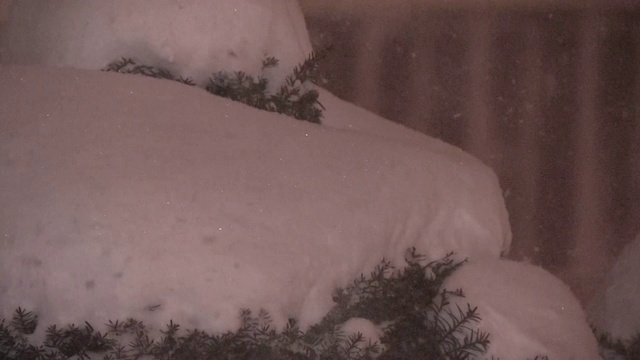 厚雪堆灌木，北海道，日本视频素材