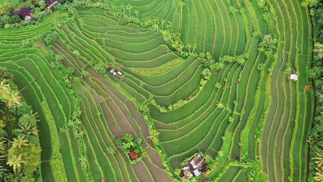 从空中拍摄的巴厘岛日出时的梯田。视频素材