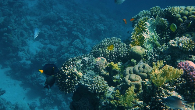 珊瑚花园海景。热带水下海洋鱼类。水下鱼礁海洋。热带色彩斑斓的海景。水下礁石。礁珊瑚的场景。视频素材