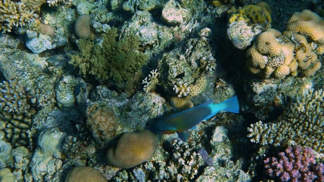 珊瑚花园海景。热带水下海洋鱼类。水下鱼礁海洋。热带色彩斑斓的海景。水下礁石。礁珊瑚的场景。视频素材