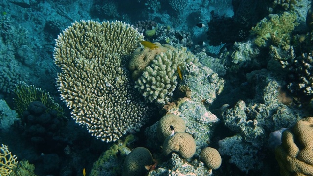 珊瑚礁与海鱼水下海景视频素材