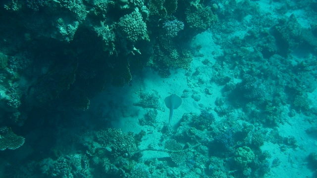 珊瑚礁与海鱼水下海景视频素材