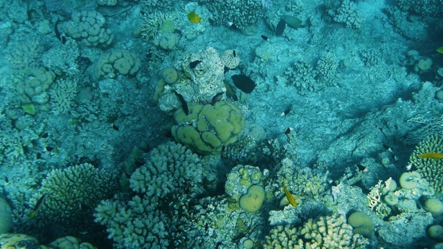 珊瑚礁与海鱼水下海景视频素材