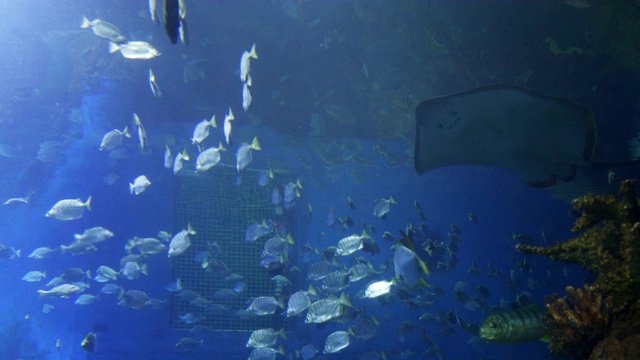 鱼在水族馆视频素材