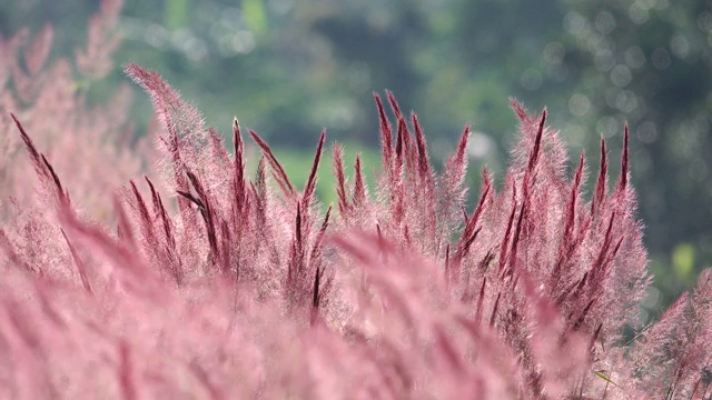 野生毛茸茸的粉红色诺埃尔草花盛开视频下载