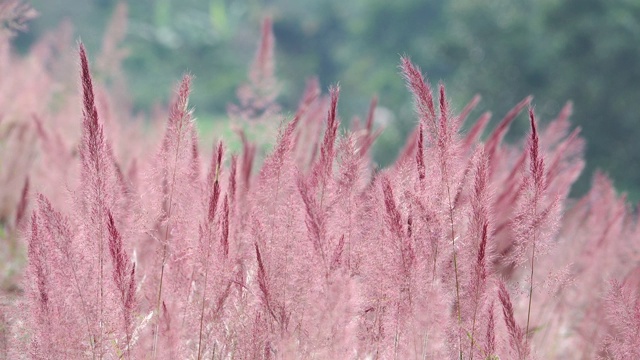 野生毛茸茸的粉红色诺埃尔草花盛开视频下载