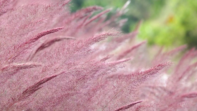 野生毛茸茸的粉红色诺埃尔草花盛开视频素材