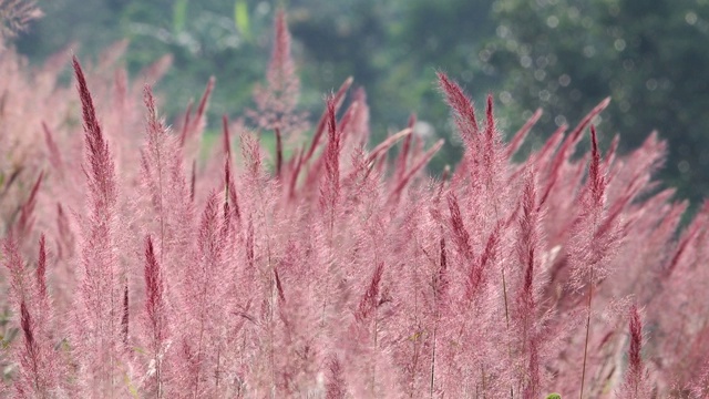 野生毛茸茸的粉红色诺埃尔草花盛开视频素材