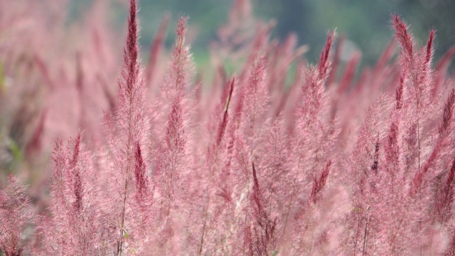 野生毛茸茸的粉红色诺埃尔草花盛开视频下载