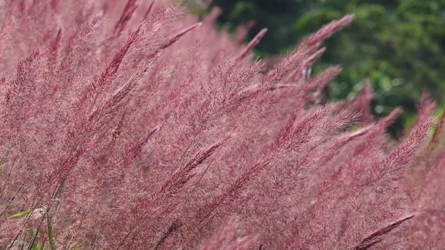 野生毛茸茸的粉红色诺埃尔草花盛开视频下载