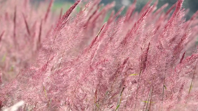 野生毛茸茸的粉红色诺埃尔草花盛开视频下载