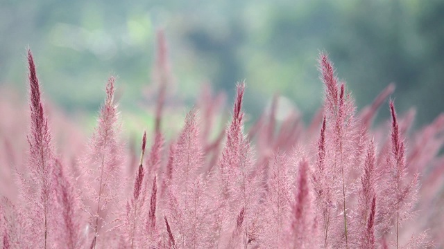 野生毛茸茸的粉红色诺埃尔草花盛开视频下载