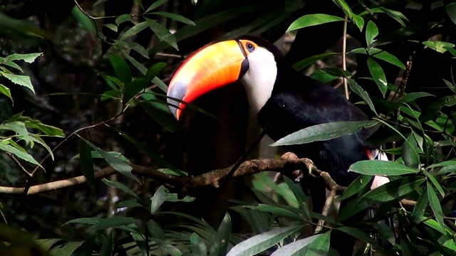 侧面的托科巨嘴鸟(Ramphastos Toco)，也被称为常见的或巨大的巨嘴鸟在自然栖息地。巴西潘塔纳尔湿地之类。视频素材