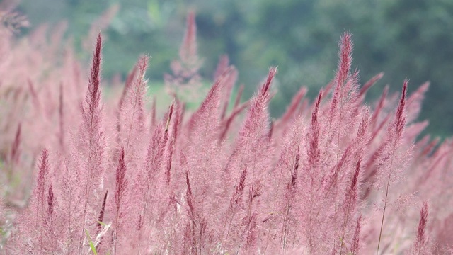 野生毛茸茸的粉红色诺埃尔草花盛开视频素材