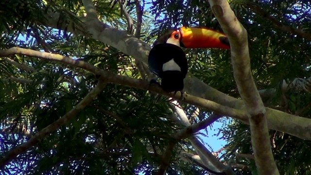 侧面的托科巨嘴鸟(Ramphastos Toco)，也被称为常见的或巨大的巨嘴鸟在自然栖息地。巴西潘塔纳尔湿地之类。视频素材