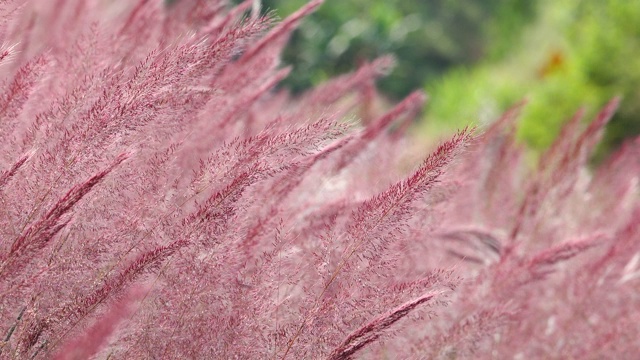 野生毛茸茸的粉红色诺埃尔草花盛开视频下载