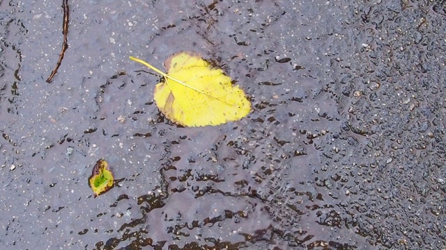 雨水带着树叶流在地板上视频下载