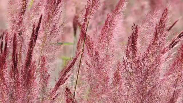 野生毛茸茸的粉红色诺埃尔草花盛开视频下载