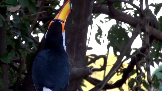 托科巨嘴鸟的后视图(Ramphastos Toco)，也被称为常见的或巨大的巨嘴鸟在自然栖息地。巴西潘塔纳尔湿地之类。视频素材