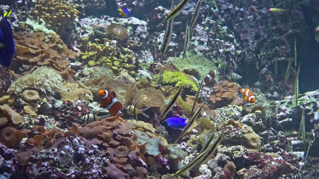 大型水族馆中的热带海洋鱼类视频素材