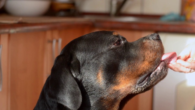 一个英俊的成年罗威纳犬的肖像。视频下载