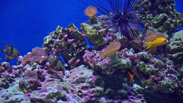 大型水族馆中的热带海洋鱼类视频素材