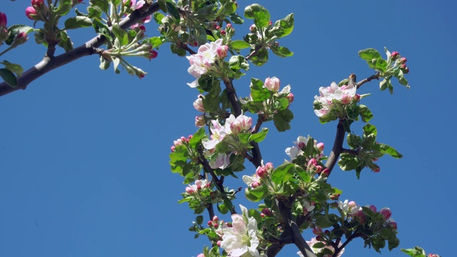 苹果花特写视频素材