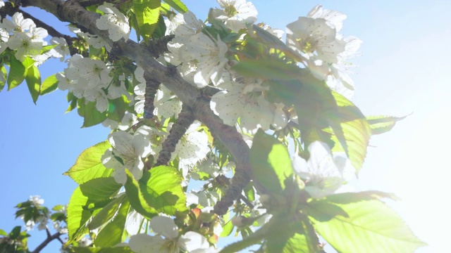 苹果花特写视频素材