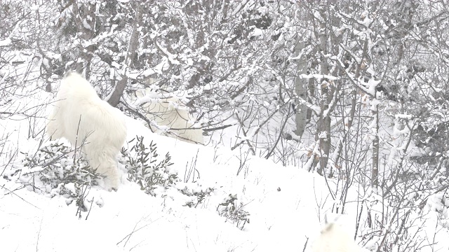 一群美洲山羊(Oreamnos americanus)奔跑在刚被雪覆盖的山坡上的4K MS镜头视频素材