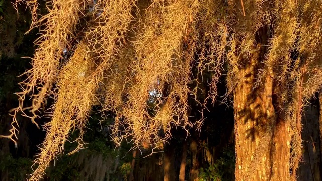 西班牙苔藓在风中吹拂的特写视频素材