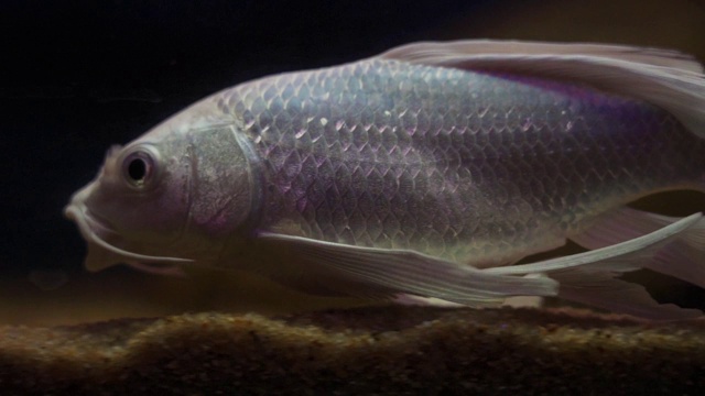 鱼在水族馆视频素材