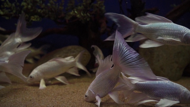 鱼在水族馆视频素材