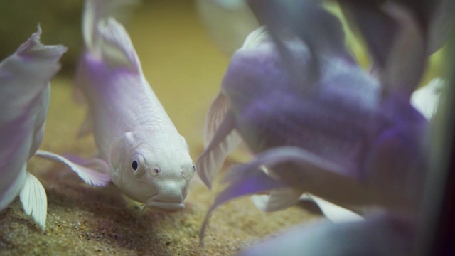 鱼在水族馆视频素材