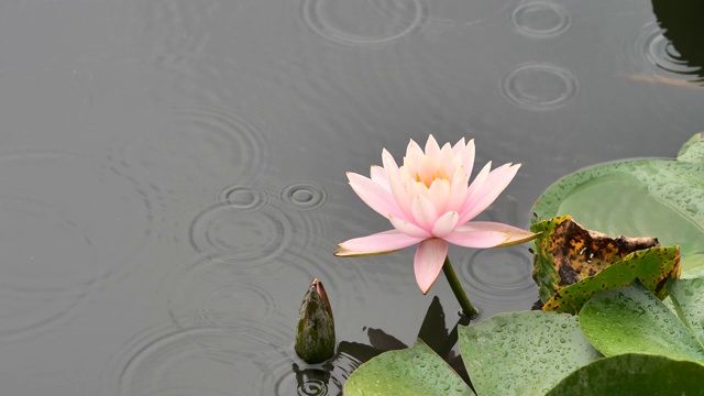 下雨天池塘里美丽的睡莲，慢镜头4k的雨点荡漾。视频素材