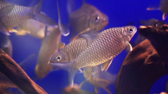 鱼在水族馆视频素材