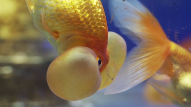 鱼在水族馆视频素材