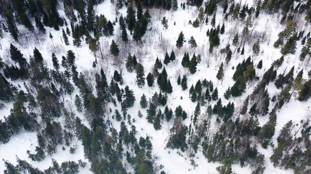 无人机鸟瞰冰雪覆盖的冬季森林，大自然的美景。镜头。冰冻松树林，俯视图视频素材