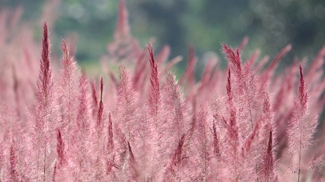 野生毛茸茸的粉红色诺埃尔草花盛开视频下载